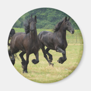 Galloping Friesian Horses Magnet