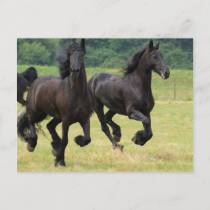 Galloping Friesian Horses Postcard