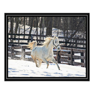 Galloping White Horse Photo Print