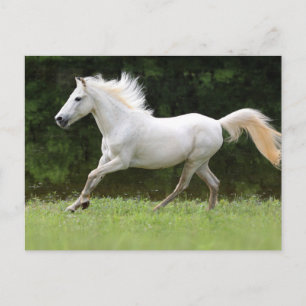 Galloping White Horse Postcard