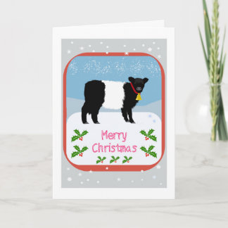 Galloway calf Christmas card