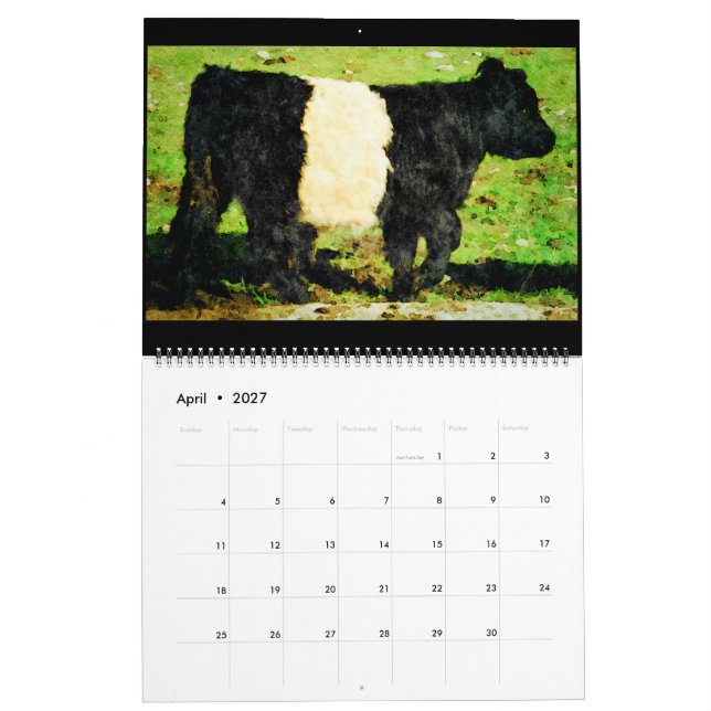 Galloway Cow Cattle Watercolour Paintings Calendar (Apr 2027)