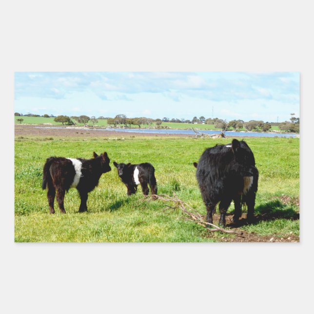 Galloway Cow Family In The Country, Rectangular Sticker (Front)