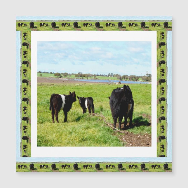 Galloway Cows Framed, Magnetic Card (Front)