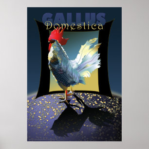 Gallus Domestica Poster