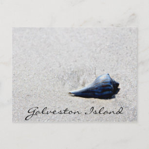 Galveston Island Sea Shell Postcard