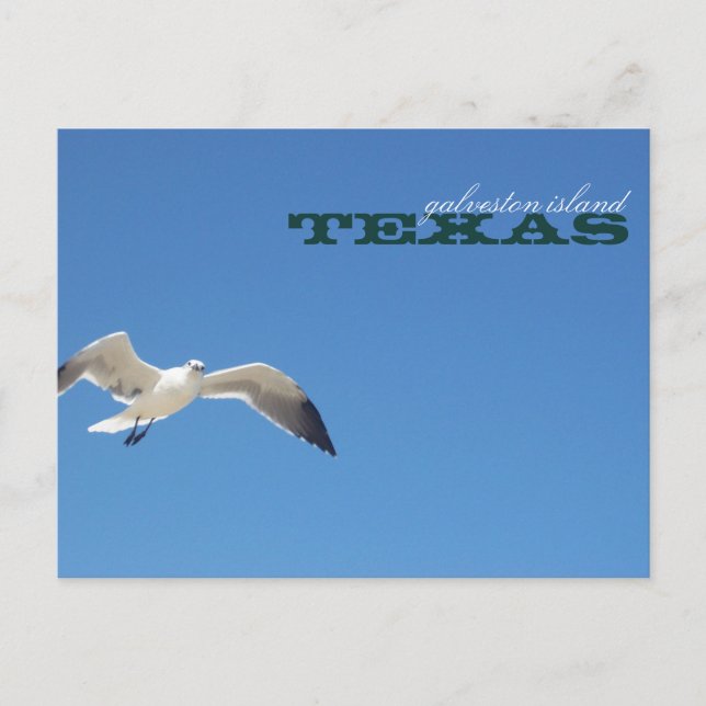 Galveston Island Texas Seagull Travel Postcard (Front)