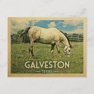 Galveston Texas Horse Farm -Vintage Travel Postcard
