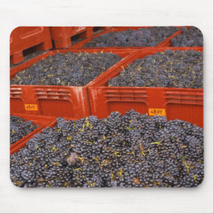 Gamay grapes just in from the harvest at the mouse mat