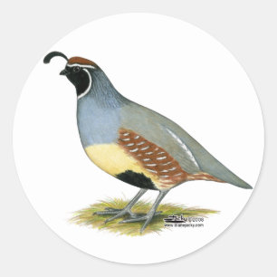 Gambel's Desert Quail Classic Round Sticker