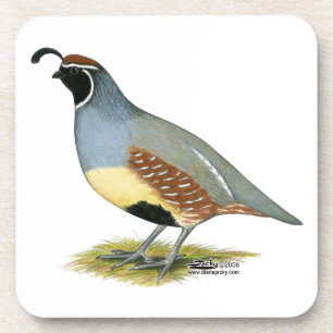 Gambel's Desert Quail Coaster
