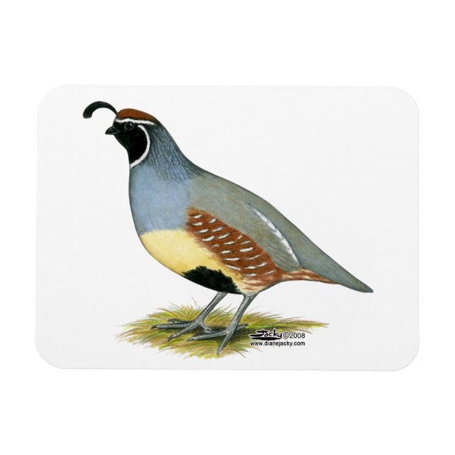 Gambel's Desert Quail Magnet (Horizontal)