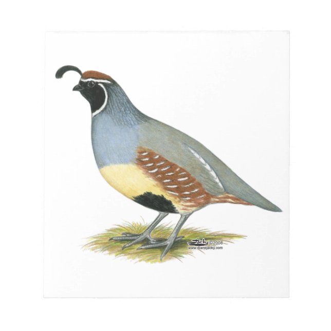 Gambel's Desert Quail Notepad (Front)
