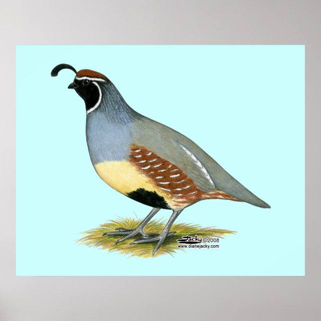 Gambel's Desert Quail Poster (Front)