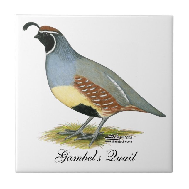 Gambel's Desert Quail Tile (Front)