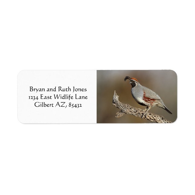 Gambel's Quail (Front)