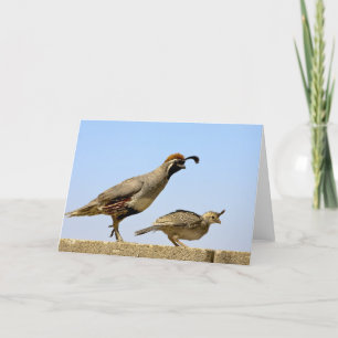 Gambel's Quail 1 Card