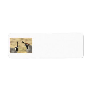 Gambel's Quail Address Labels