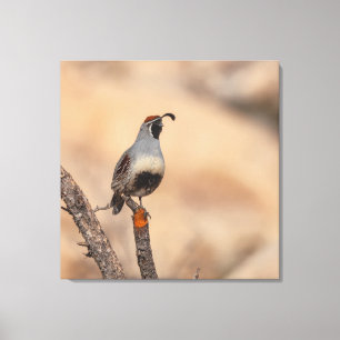 Gambel's Quail Canvas Print