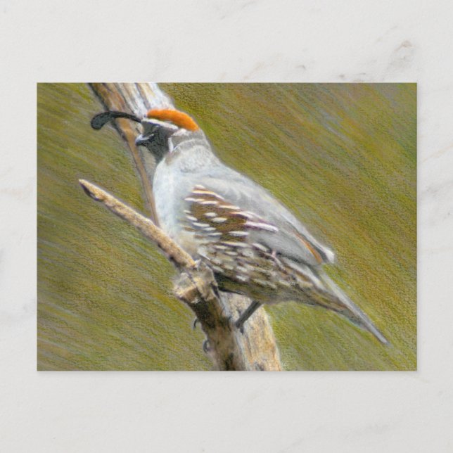 Gambel's Quail fine art nature postcard (Front)