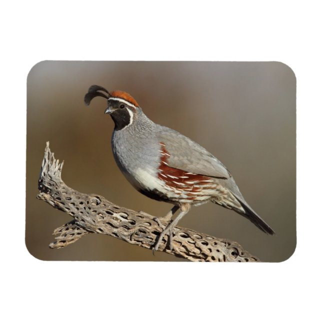 Gambel's Quail Magnet (Horizontal)