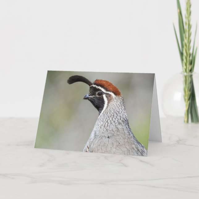 Gambel's Quail Notecard (Front)