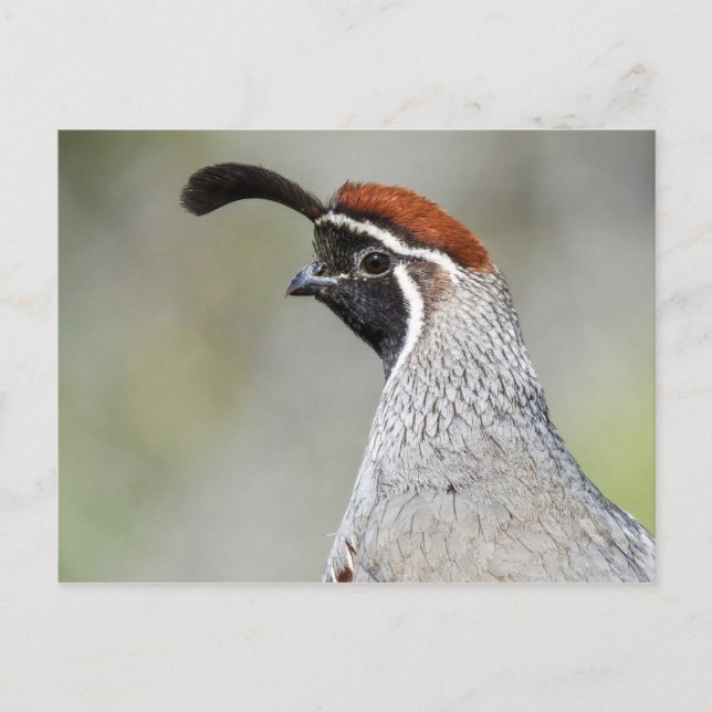 Gambel's Quail Postcard (Front)