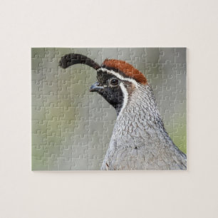 Gambel's Quail Puzzle