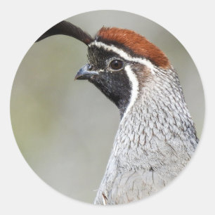 Gambel's Quail Sticker
