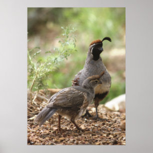 Gambel's Quail with chick Poster