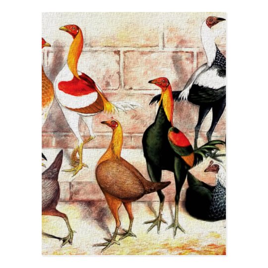 "Game Bantams" Vintage Illustration Postcard