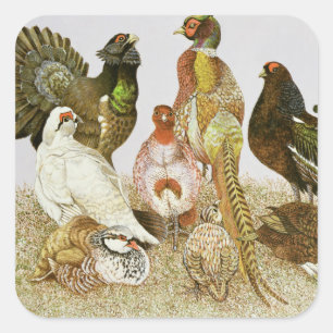 Game Birds Square Sticker