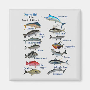 Game Fish of the Tropical Atlantic Magnet