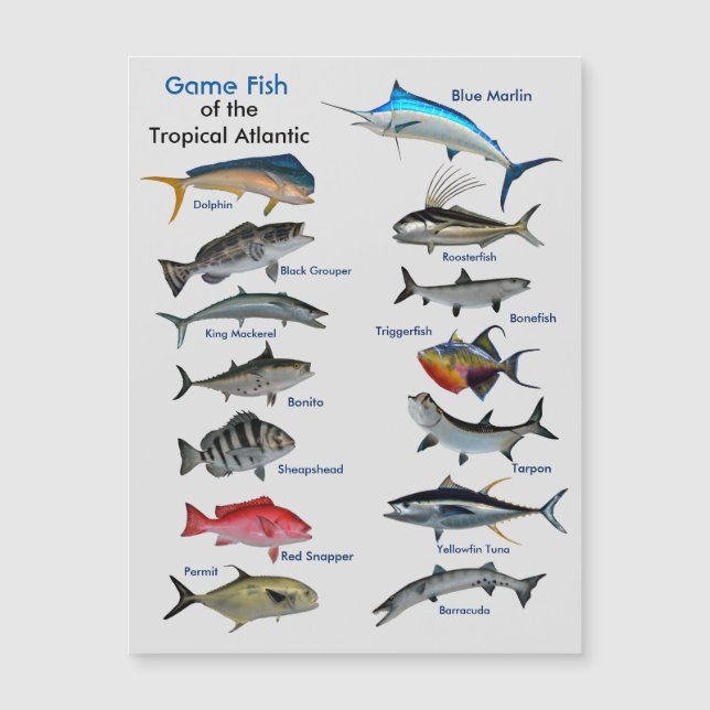 Game Fish of the Tropical Atlantic Magnetic Card (Front)