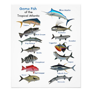 Game Fish of the Tropical Atlantic photo print