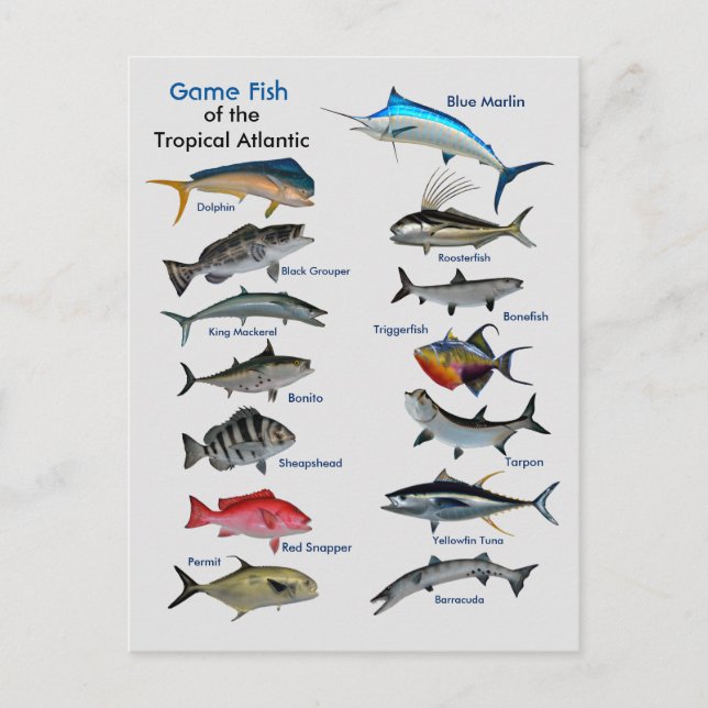 Game Fish of the Tropical Atlantic Postcard (Front)