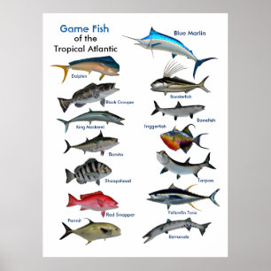 Game Fish of the Tropical Atlantic poster