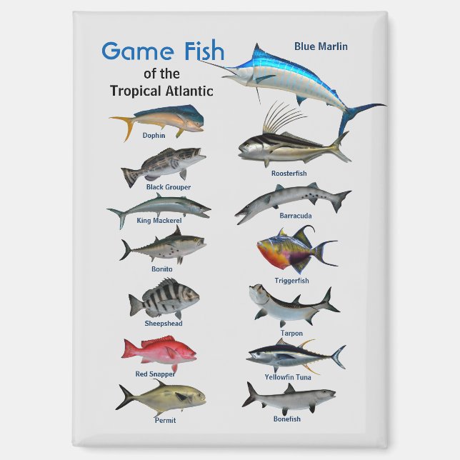 Game fish of Tropical Atlantic Ocean Magnet (Front)