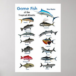 Game fish of Tropical Atlantic Ocean Poster