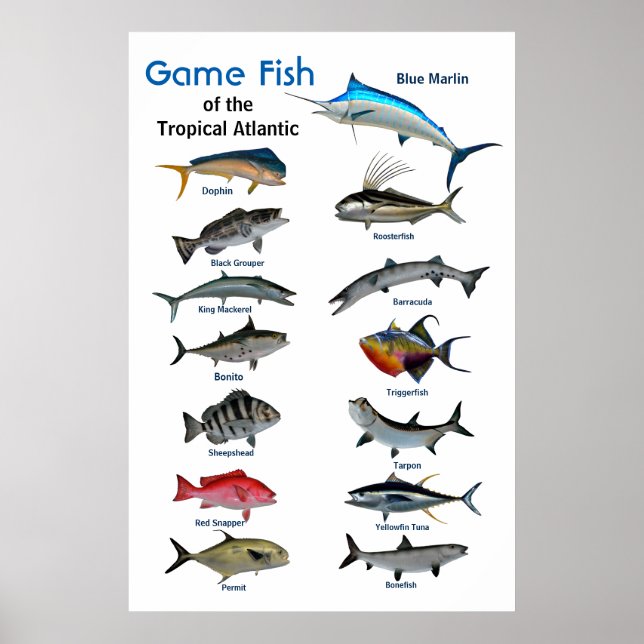 Game fish of Tropical Atlantic Ocean Poster (Front)