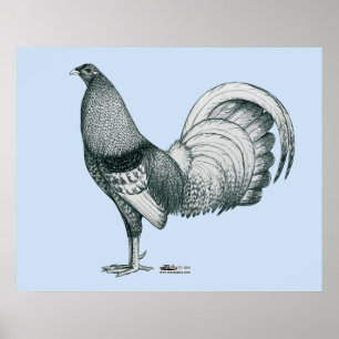 Gamecock Crele or Dom Poster