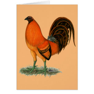 Gamecock Ginger Red Rooster