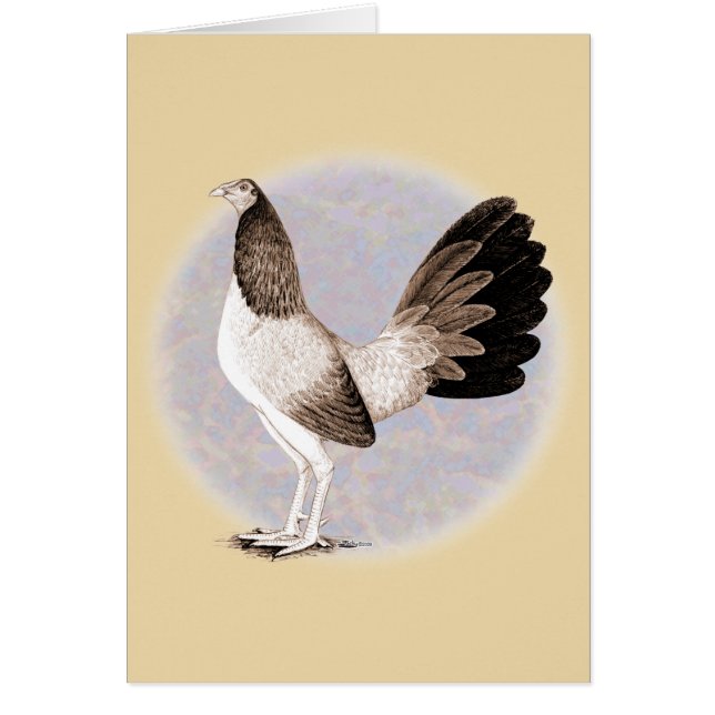 Gamecock:  Hennie (Front)