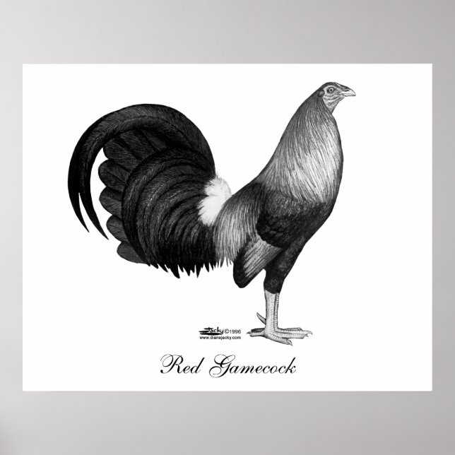 Gamecock Red Hatch Poster (Front)