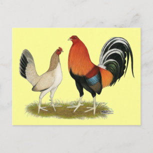 Gamefowl Wheatens Postcard
