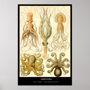Gamochonia – Plate 54 - Kunstformen der Natur Poster