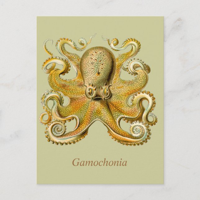 Gamochonia Vertical Postcard (Front)