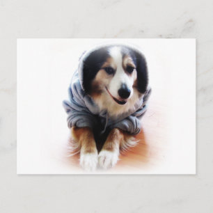Gangsta Dog Wearing Hoodie Postcard