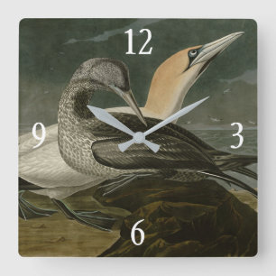 Gannet (Northern Gannet) Audubon Birds of America Square Wall Clock