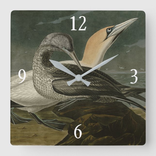 Gannet (Northern Gannet) Audubon Birds of America Square Wall Clock (Front)